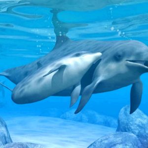 Делфините наистина говорят на собствения си език