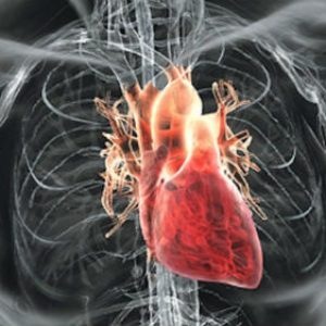 Сърцето на човек остарява по-бързо от другите органи
