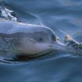 В Китай е забелязал речен делфин, който е смятан за изчезнал