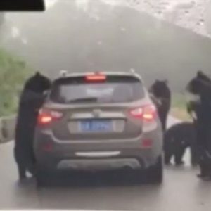 В Китай четири мечки нападнаха колата с хора