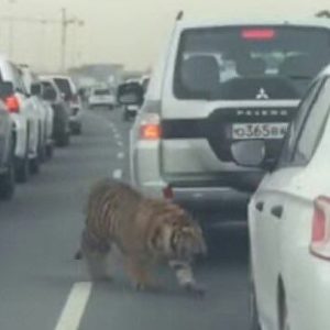 Във Владивосток див тигър се разхожда по улиците