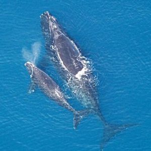 Северните китове са на ръба на изчезването