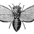 Cicada 3301 – най-мистериозната интернет загадка въобще